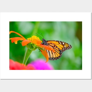 Monarch Butterfly on Flower Photograph Posters and Art